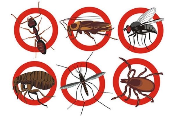 dịch vụ diệt côn trùng, dịch vụ diệt côn trùng tại nhà, công ty cung cấp dịch vụ diệt côn trùng, diệt côn trùng giá rẻ