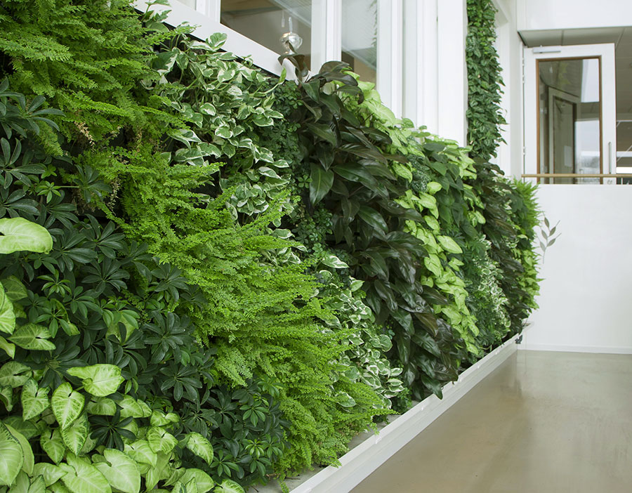 Thiết kế thi công vườn tường đứng, tường cây xanh chất lượng cao 2022