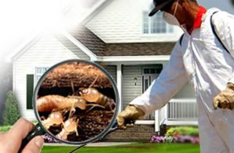 dịch vụ diệt mối, dịch vụ diệt mối tphcm, dịch vụ diệt mối tận gốc, dịch vụ diệt mối tại nhà, dịch vụ diệt mối vũng tàu, dịch vụ diệt mối uy tín, diệt mối, diệt mối tận gốc, diệt mối tại tphcm, diệt mối giá rẻ,