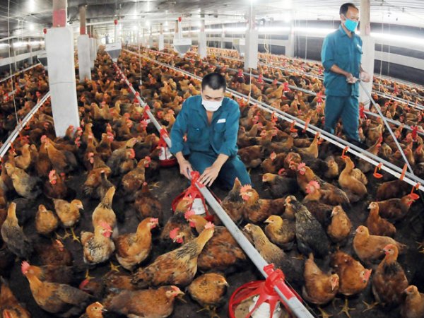 Thái Nguyên: Phát triển chăn nuôi gà an toàn sinh học