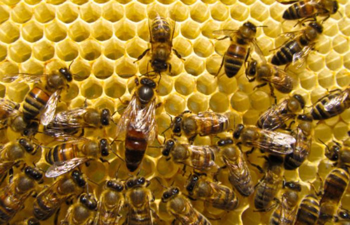 Giải mã] Nằm mơ thấy tổ ong – điềm báo may mắn?