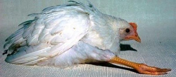 Bệnh Marek liệu có đáng sợ trên gà? - Thuốc thú y và Thủy sản Mebipha