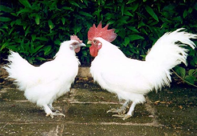 9 giống gà đặc sản Việt Nam bạn nên biết