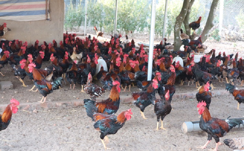 9 giống gà đặc sản Việt Nam bạn nên biết