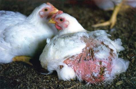 Khắc phục bệnh gia cầm cắn mổ nhau