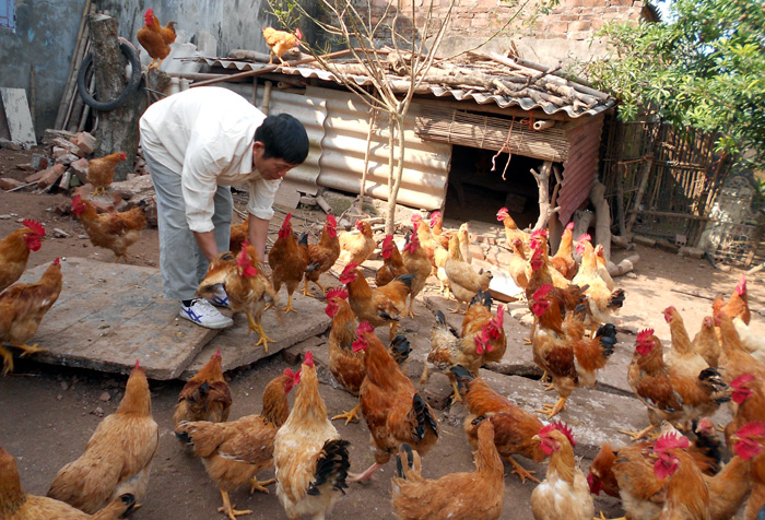 Kinh nghiệm nuôi gà thả vườn quy mô nhỏ từ 40 đến 200 con (Kỳ 1) | Tạp chí Kinh tế và Dự báo