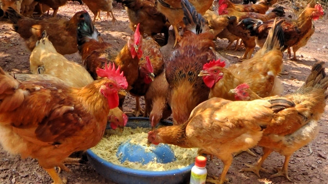 Kinh nghiệm nuôi gà thả vườn quy mô nhỏ từ 40 đến 200 con (Kỳ 3) | Tạp chí Kinh tế và Dự báo