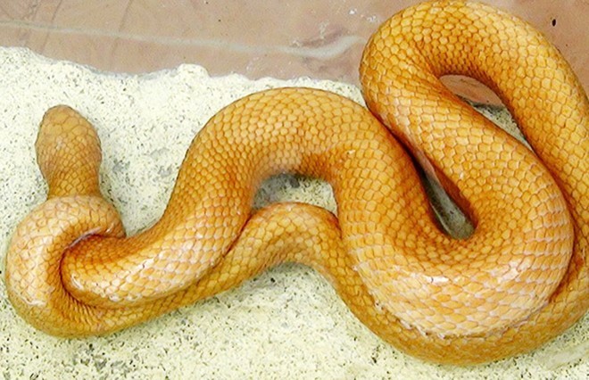 Con rắn dài gần mét, có màu vàng kỳ lạ ở phương Tây