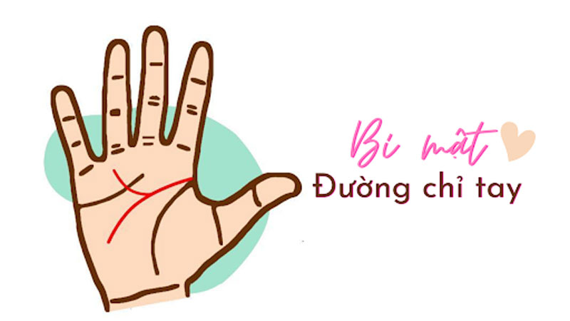 【Xem Chỉ Tay】Đoán Biết Vận Mệnh - Sự Nghiệp - Tình Duyên - Sức Khoẻ