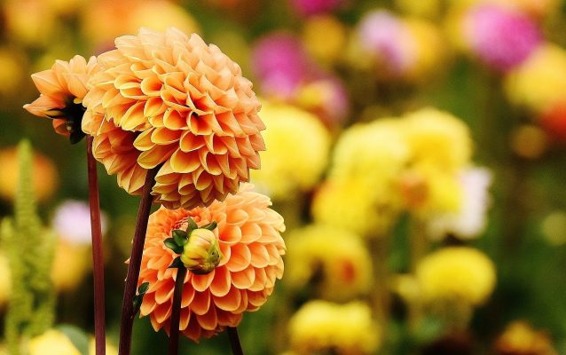 Ý Nghĩa Hoa Thược Dược Sự Sung Túc Đủ Đầy Của Ngày Tết | Vườn Hoa Tươi