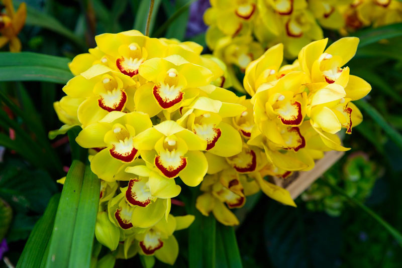 【Ý Nghĩa Lan Hồ Điệp】 – Ý Nghĩa Chung - Theo Màu Sắc – Số Cành